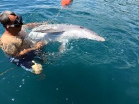 GÖKOVA - Tom Bitkin Halde Bulundu