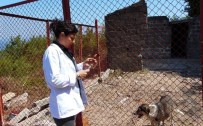 SOKAK KÖPEKLERİ - Kurucaşile'de Sokak Köpekleri Kısırlaştırıldı