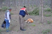 HAYVAN SEVERLER - Eskişehir'de Esrarengiz Köpek Ölümleri
