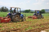 Patates Fiyatı Düştü, Üreticiyi İthalat Korkusu Sardı