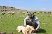KOYUN KIRKMA - Siverek'te 'Koyun Kırkma'Zamanı