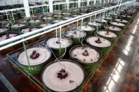 Sofralık Zeytin Teşvik Bekliyor