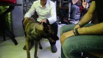 SOKAK KÖPEĞİ - Sokak Hayvanları Yararına 'Türkü Gecesi'