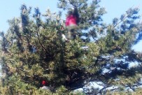 KADIN CESEDİ - Ormanlık alanda ceset kurtarma operasyonu