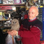 Yolunu Şaşıran Baykuşlar Oto Yedek Parça Dükkanına Girdi