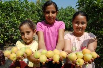 Mersin'de Kayısının Kilogramı 1,5 Liraya Düştü