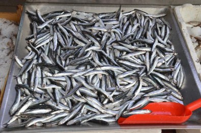 Sinop'ta Kıyı Balıkçılarının Ağlarına Hamsi Takıldı