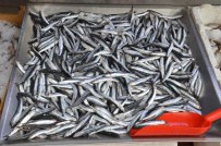 TROL - Sinop'ta Kıyı Balıkçılarının Ağlarına Hamsi Takıldı