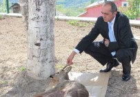 Yaralı Karaca Yavrusu Tedavi Altına Alındı