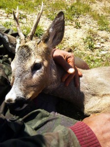 Yaralı Karaca Yavrusu Tedavi Edildi