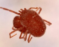 PREDATÖR - İzmir'de Kene Paniği Boşa Çıktı