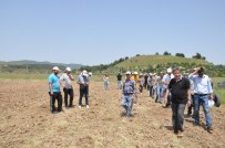TERMİK SANTRAL - Yırca'ya 6 Bin Zeytin Fidanı