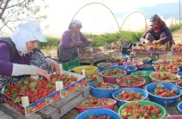Aydın'da Çilek Bereketi