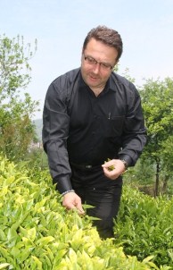 Çay Sektöründe Sistem Arayışı