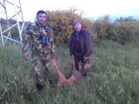 YABAN DOMUZU - Çorum'da İlk Karaca Vuruldu