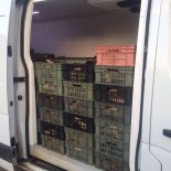 Çorum'da Kaçak Avlanan Balıklar Ele Geçirildi