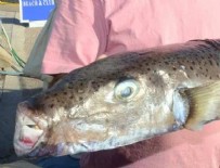 BALON BALıĞı - 5 kiloluk balon balığı ağa takıldı