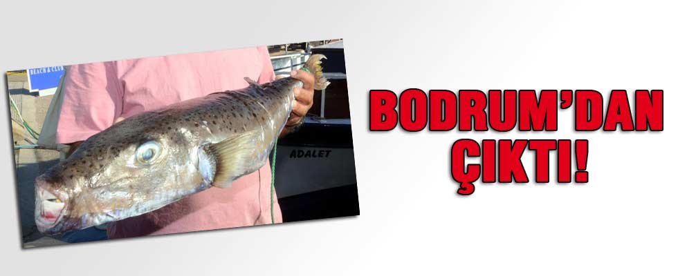 5 kiloluk balon balığı ağa takıldı