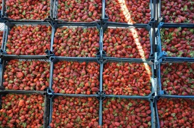 Köprübaşı Çilek Festivalinde Renkli Görüntüler