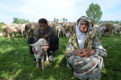 Vicdansız Hırsızlar 65 Koyunu Çaldı, Yaşlı Çift Gözyaşlarına Boğuldu