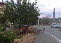 SOKAK KÖPEKLERİ - Selendi'de Sokak Köpekleri Korku Saçıyor