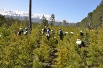 KURUCUOVA - Toplum Yararına Çalışma Programı, İşsizlere Umut Oldu