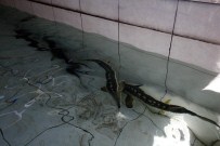 MERSİN BALIĞI - Mersin Balığı Bolu'da Üretiliyor