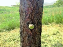 CEMİL CAN - Meyvesi Dalında Değil Gövdesinde