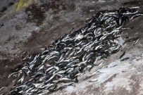 BENDİMAHİ ÇAYI - Muradiye'de Kaçak Balık Operasyonu