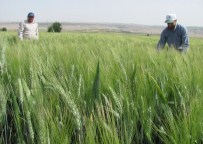 Araban'da Hububatta Yüksek Rekolte Beklentisi