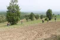 Havza'da 1,5 Milyon Kök Hint Keneviri Bulundu