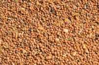 'Kırmızı Mercimek Yok Olmak Üzere'