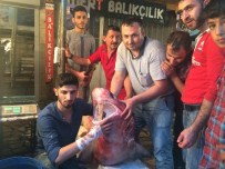 KÖPEK BALIĞI - Mersin'de Yine Köpek Balığı Yakalandı