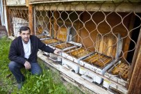 Kirpiler Binlerce Arıyı Yedi