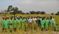GIDA SEKTÖRÜ - TİKA, Burkina Fasolu 3 Bin Çocuğa Hatıra Ormanı İle Besin Takviyesi Sağlayacak