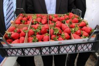 ÇİLEK HASADI - 'Vali Hanım Çileği'nin Hasadına Başlandı