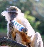 YEŞİL BİBER - Yolcuların 'Garip' Sevgisi