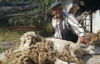 Aydınlı Çobanlar Koyunlarına Bahar Makyajı Yapıyor