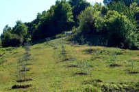 ŞEYHLER - Bartın'da Zeytin Yetişecek