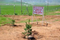 RAMAZAN AKSOY - Bitlis'te Savcı Kiraz Anısına Hatıra Ormanı Oluşturuldu