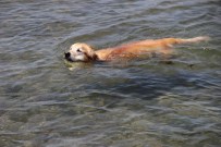 Boz, Denizin Keyfini Çıkardı