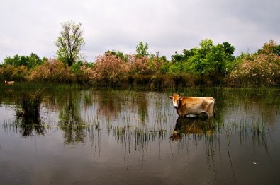 Longoz Ormanı'ndan Muhteşem Görüntüler