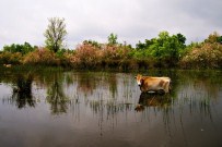 NİLÜFER ÇAYI - Longoz Ormanı'ndan Muhteşem Görüntüler