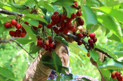 Türkiye'nin Kirazı Manisa'dan