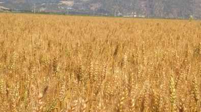 Sertifikalı Buğday Tohumu İçin Tarla Kontrolleri Başladı