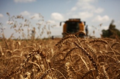 Adana'da Buğday Hasadı Tedirgin Başladı