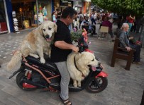 OSMAN BAĞDATLıOĞLU - 'EXPO 2016 11. Antalya Çiçek Festivali'