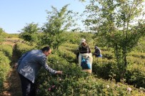 Isparta'da Yılın İlk Gül Hasadı
