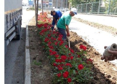 Kartepe'de Refüjlere Çiçek Dikildi