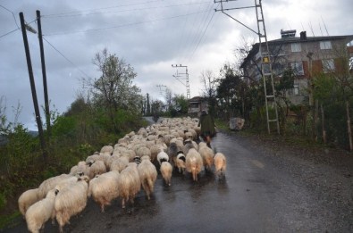 Koyunların Yayla Yolculuğu Başladı